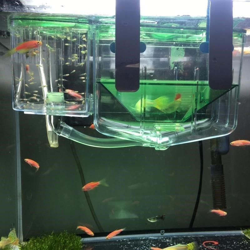 Hatching box guppy sick fish isolation box fighting fish